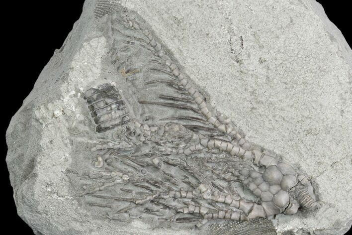 Crinoid (Pachylocrinus) Fossil - Crawfordsville, Indiana #130164